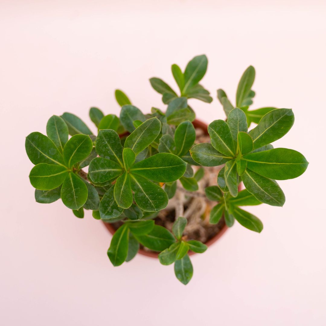 Adenium arabicum Ø 16 cm