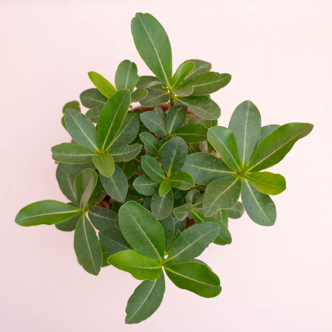 Adenium arabicum Ø 16 cm