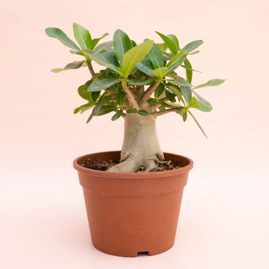 Adenium arabicum Ø 16 cm