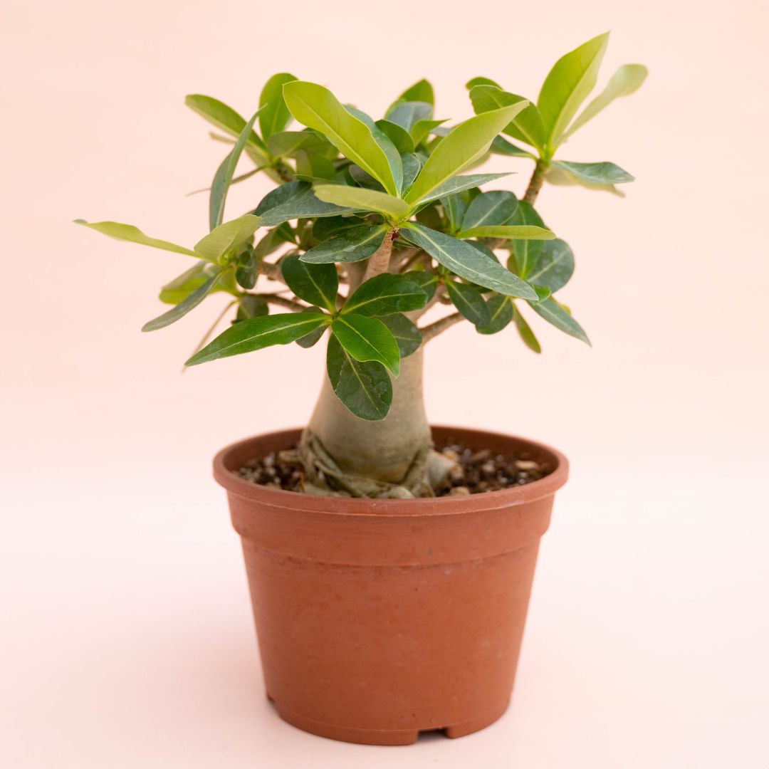 Adenium arabicum Ø 16 cm