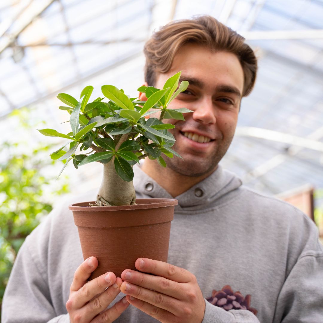 Adenium arabicum Ø 16 cm