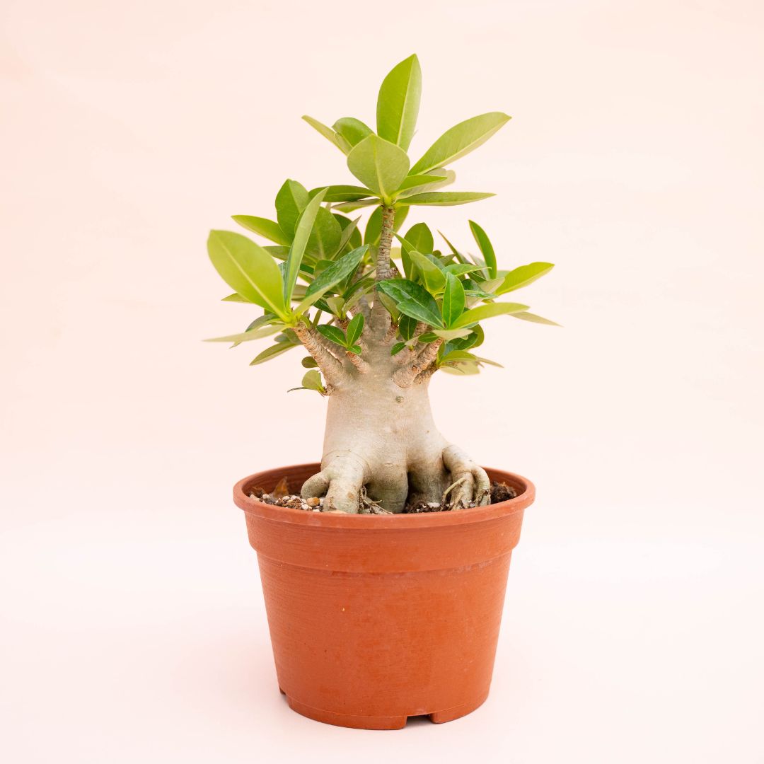 Adenium arabicum Ø 16 cm
