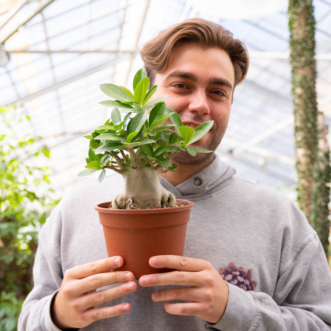 Adenium arabicum Ø 16 cm