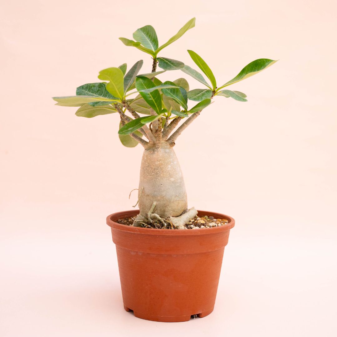Adenium arabicum Ø 16 cm