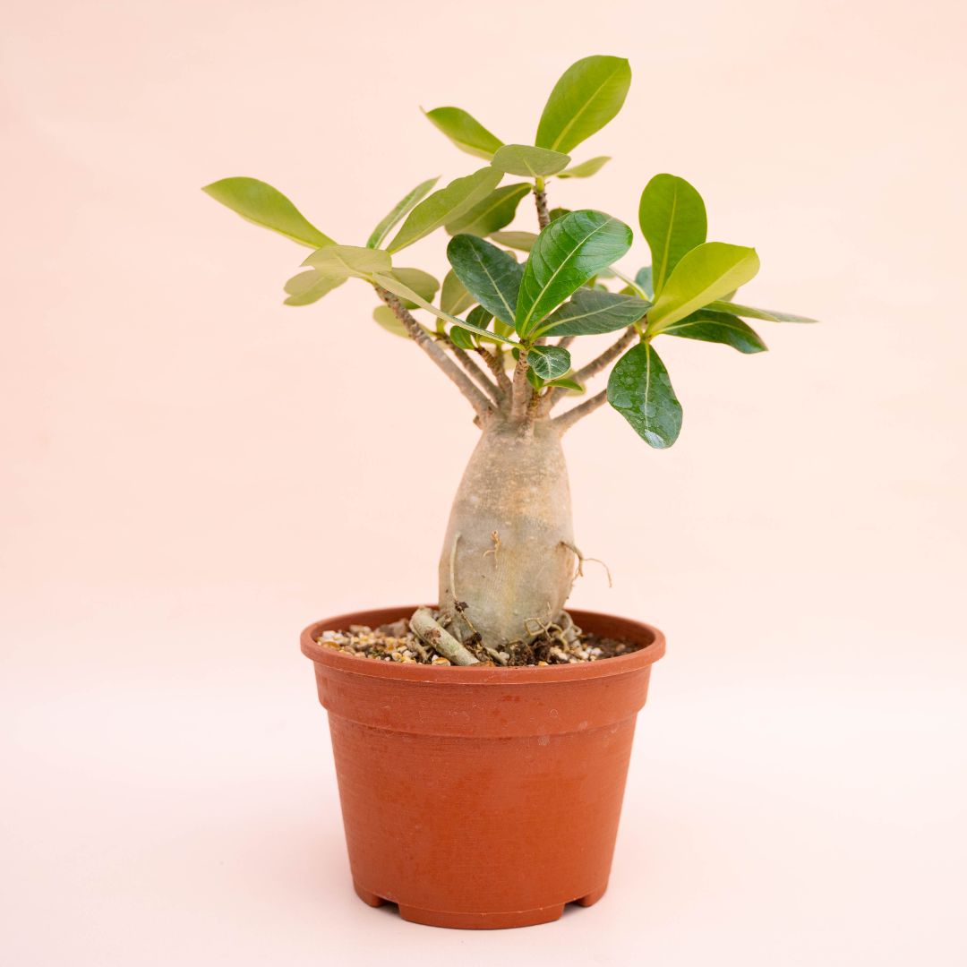 Adenium arabicum Ø 16 cm