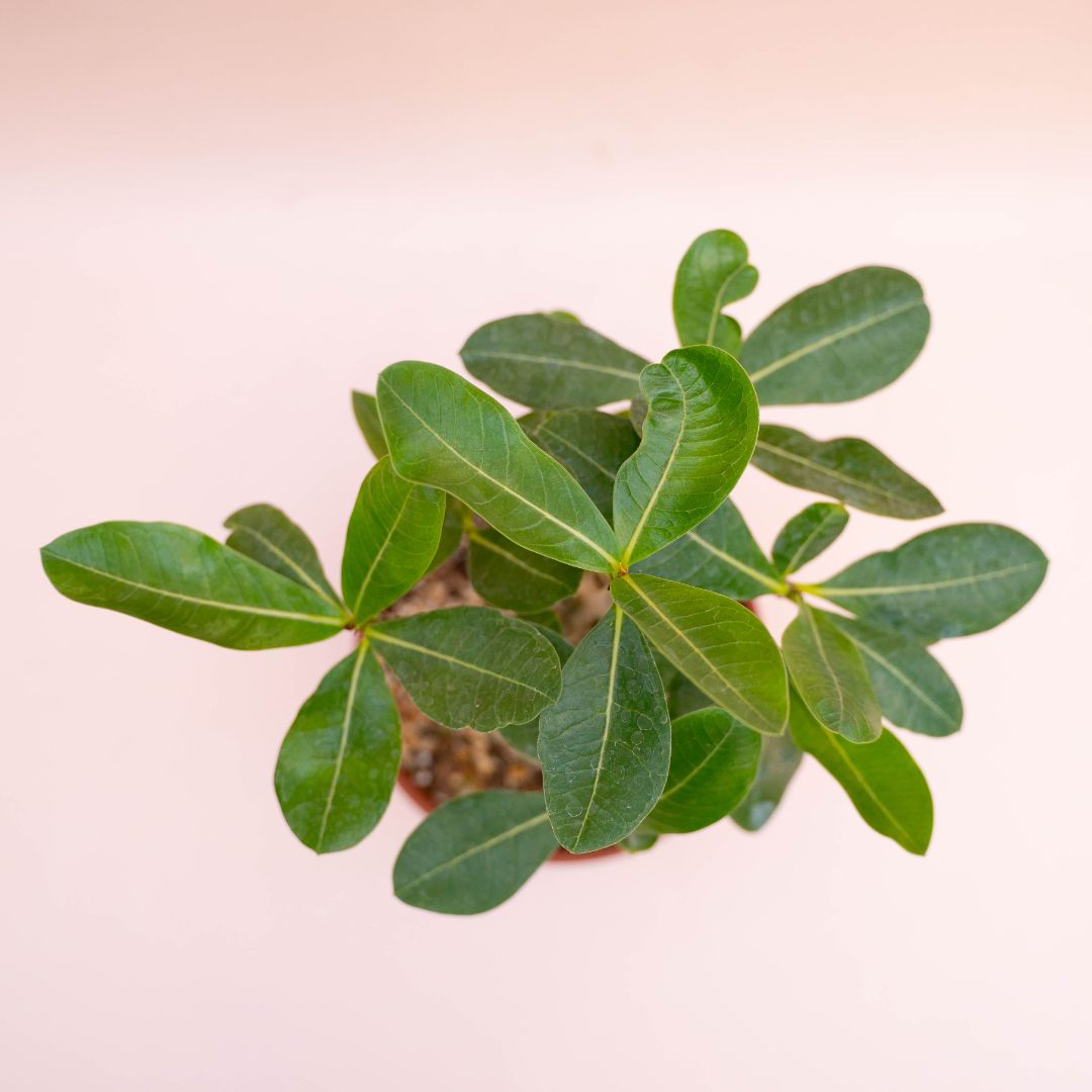 Adenium arabicum Ø 16 cm