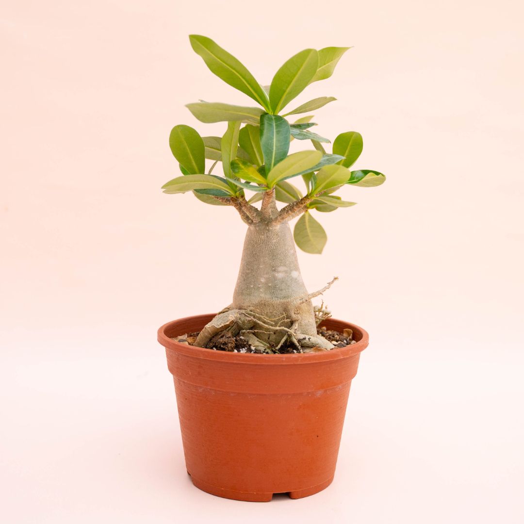 Adenium arabicum Ø 16 cm