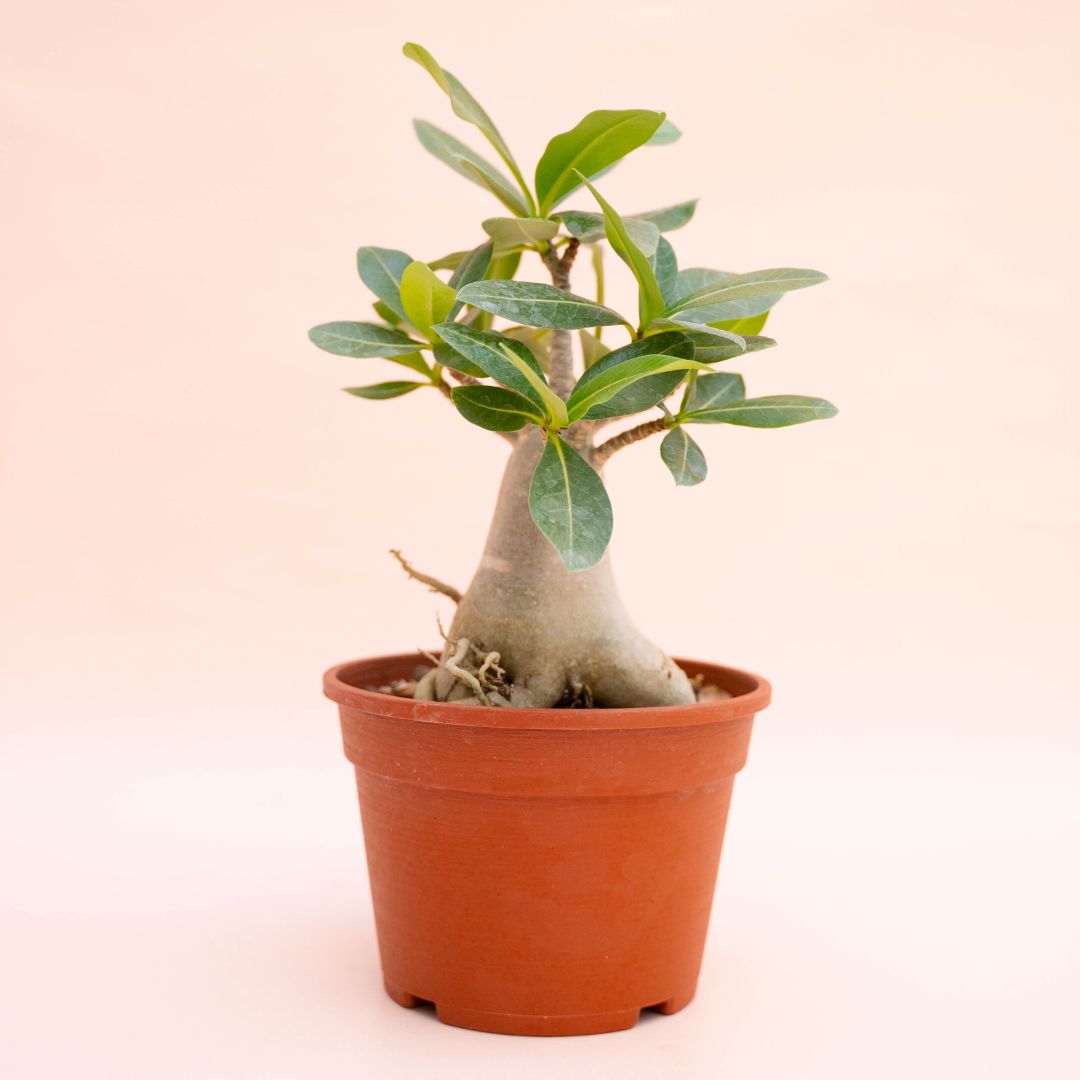 Adenium arabicum Ø 16 cm