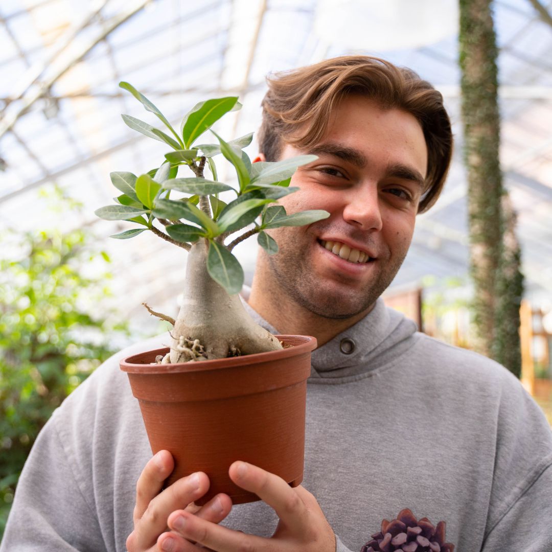 Adenium arabicum Ø 16 cm