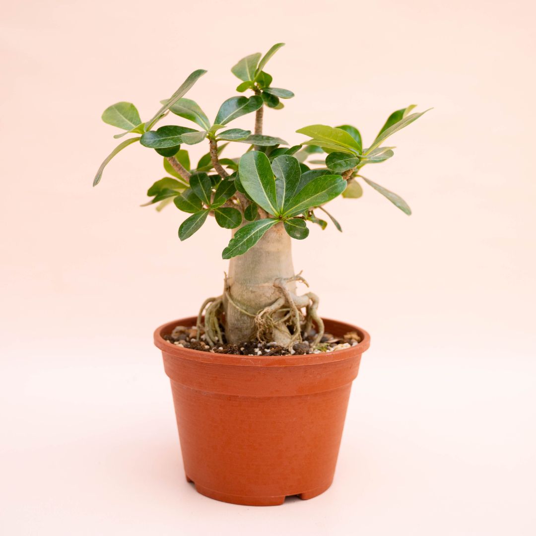 Adenium arabicum Ø 16 cm