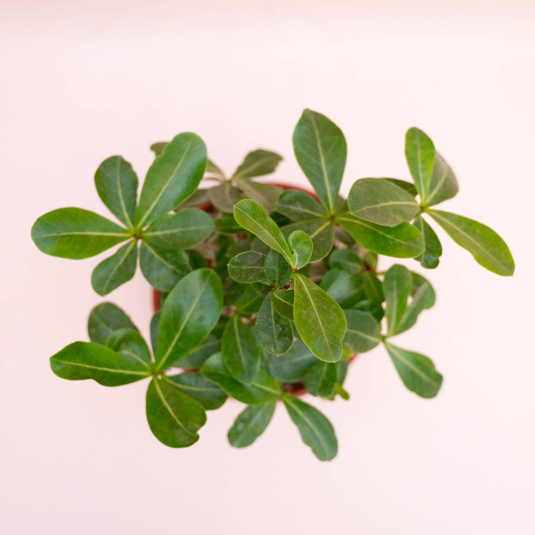 Adenium arabicum Ø 16 cm