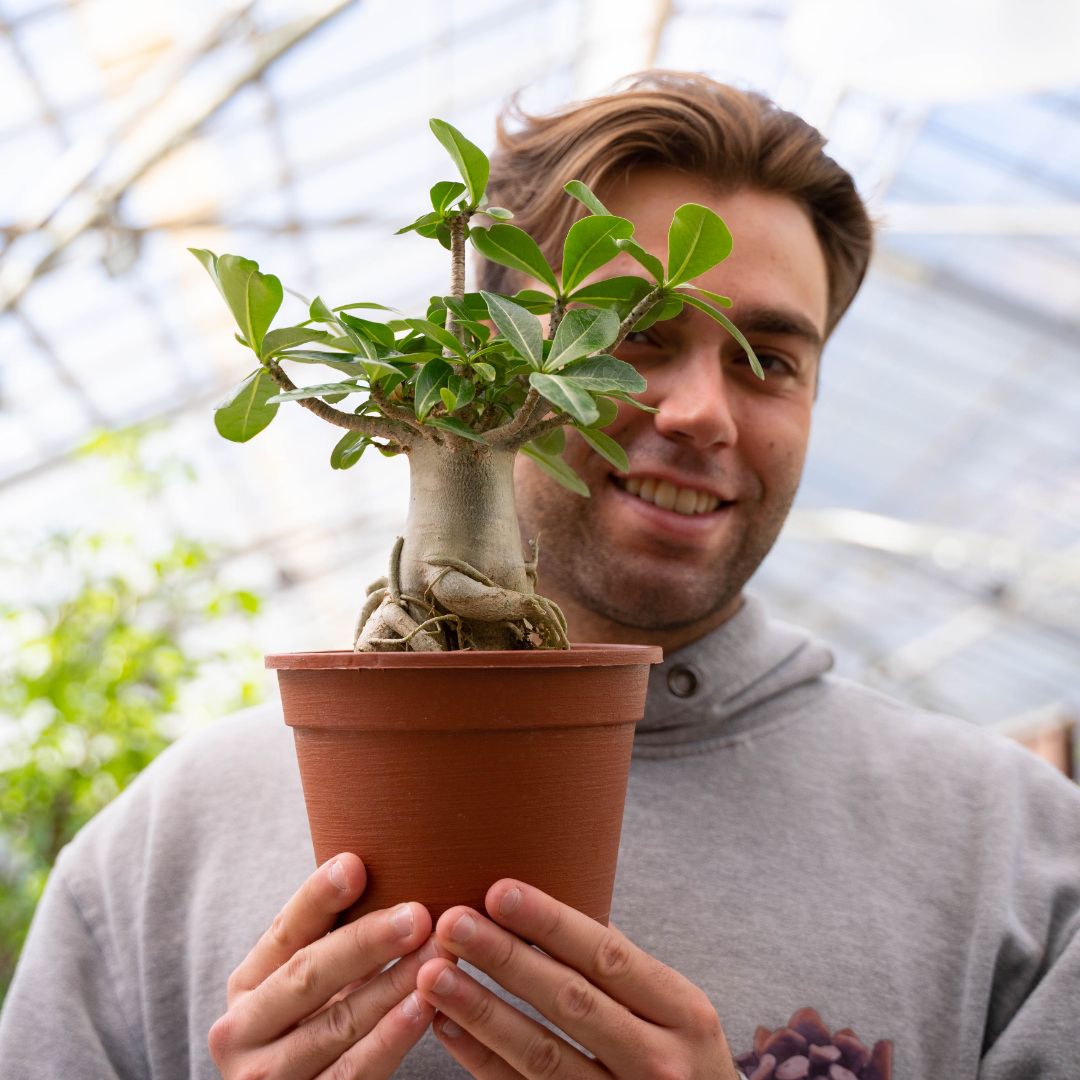 Adenium arabicum Ø 16 cm