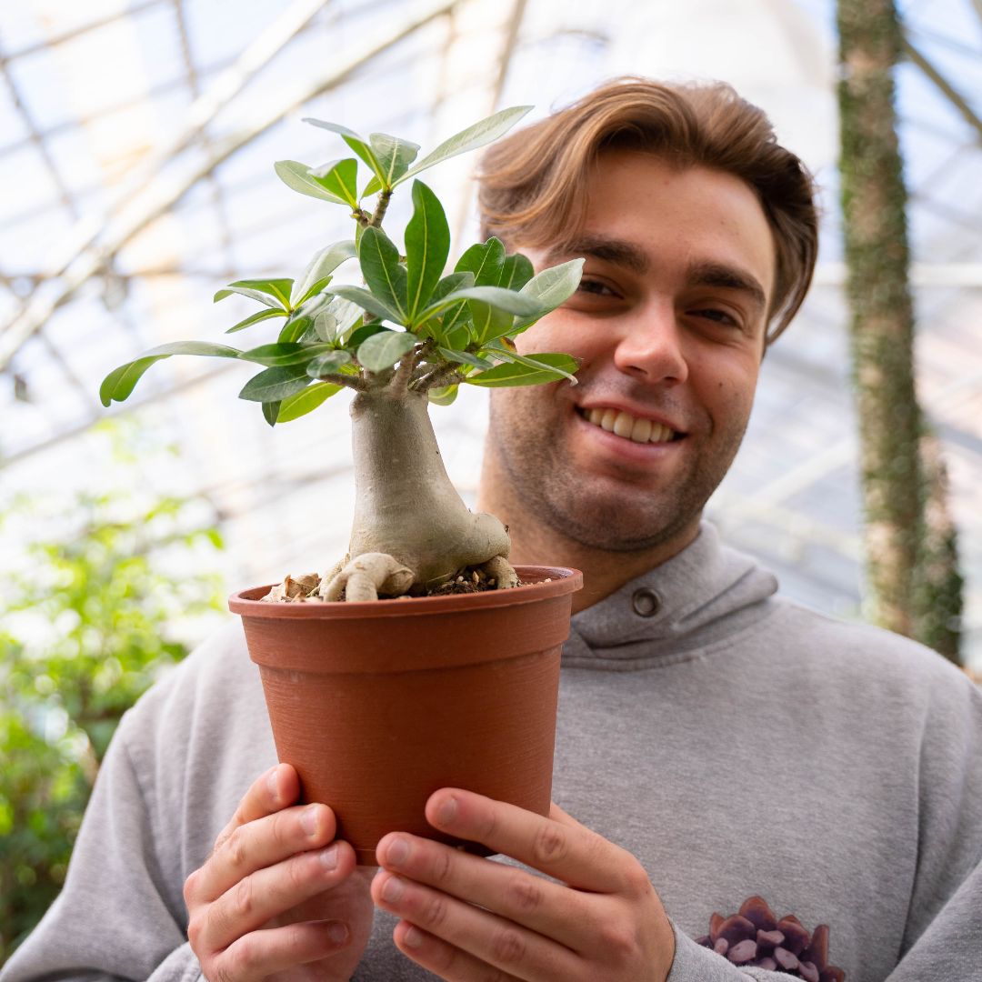 Adenium arabicum Ø 16 cm