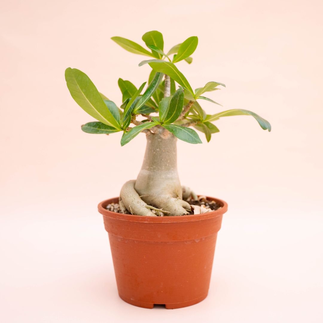 Adenium arabicum Ø 16 cm