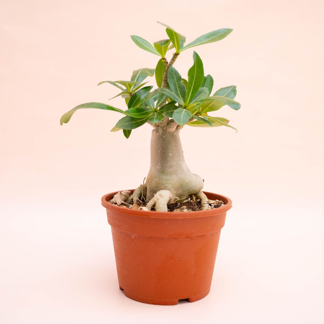Adenium arabicum Ø 16 cm