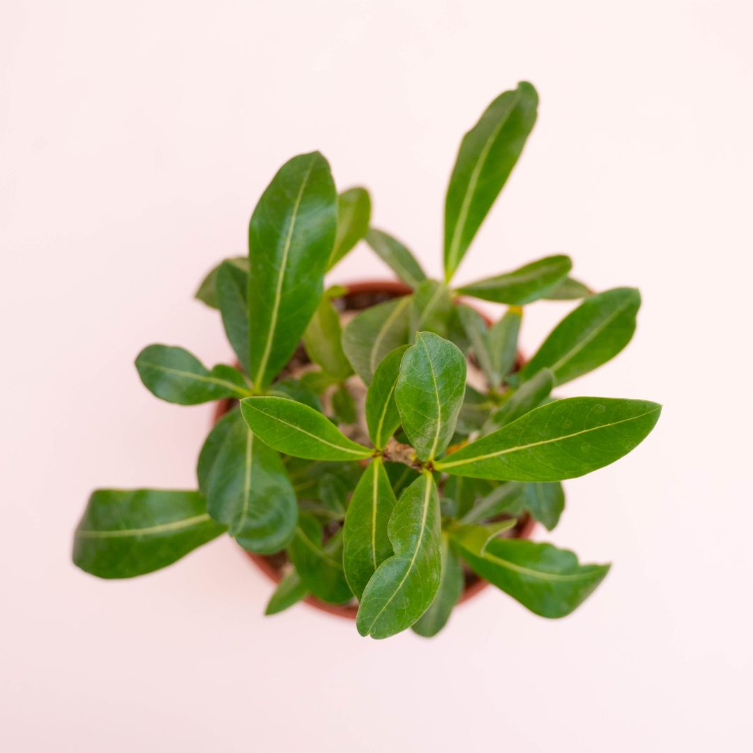 Adenium arabicum Ø 16 cm