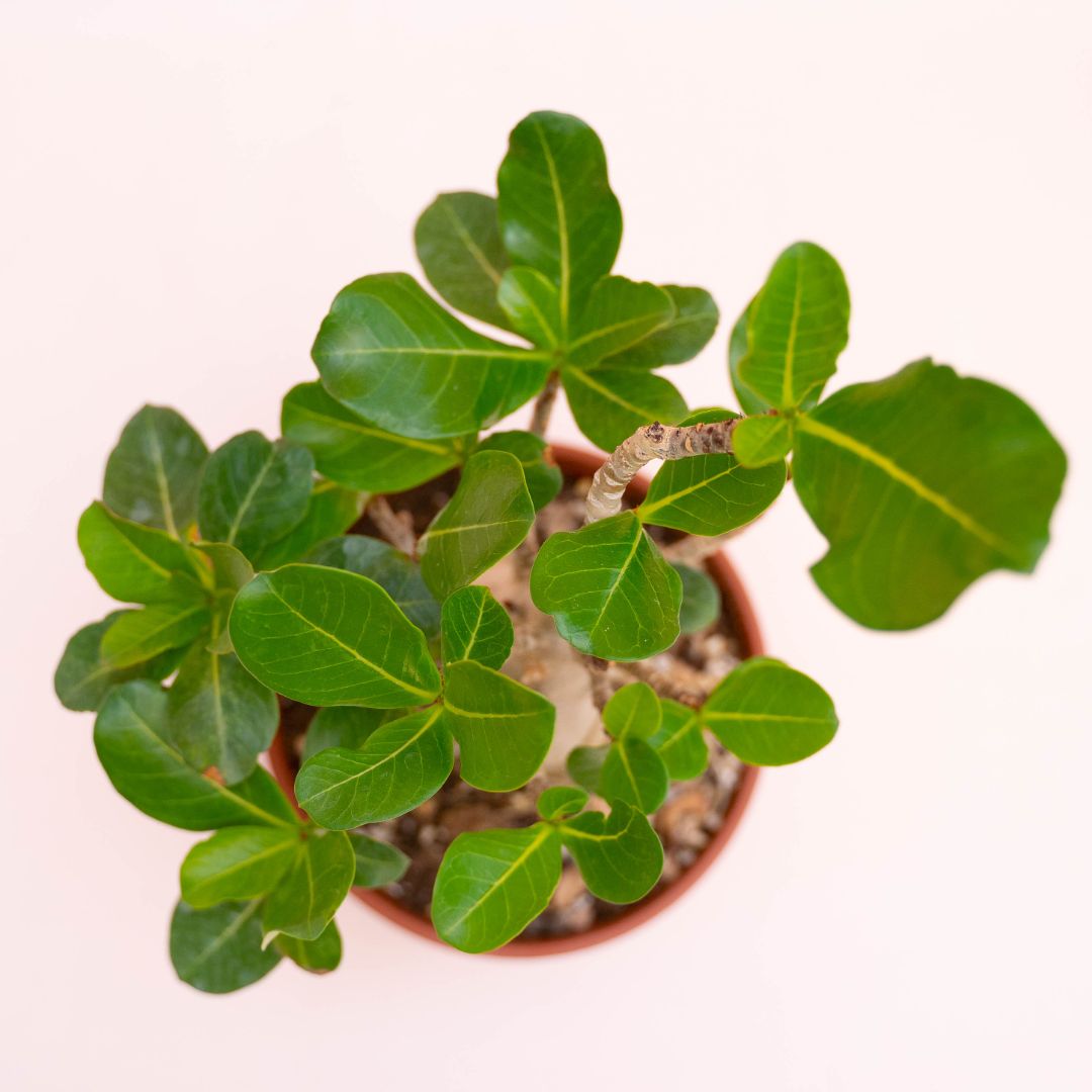 Adenium arabicum Ø 16 cm