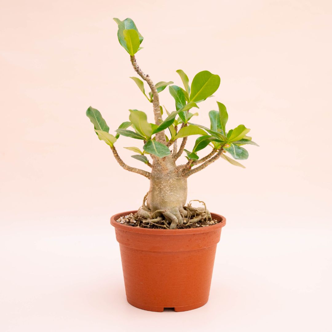 Adenium arabicum Ø 16 cm
