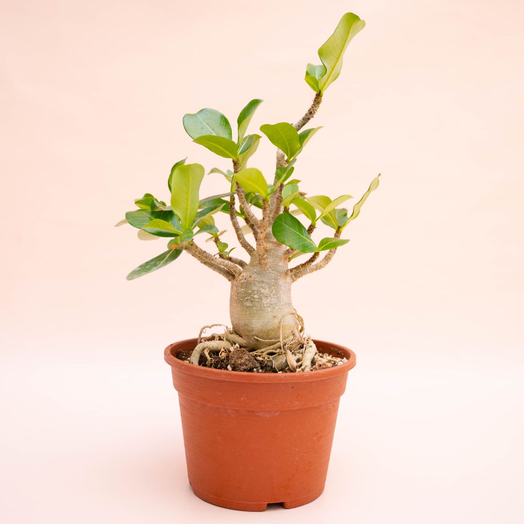 Adenium arabicum Ø 16 cm