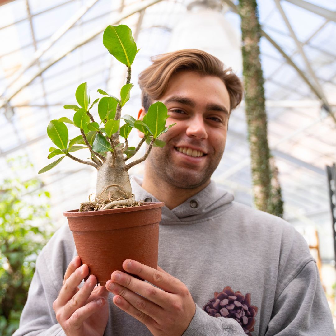 Adenium arabicum Ø 16 cm