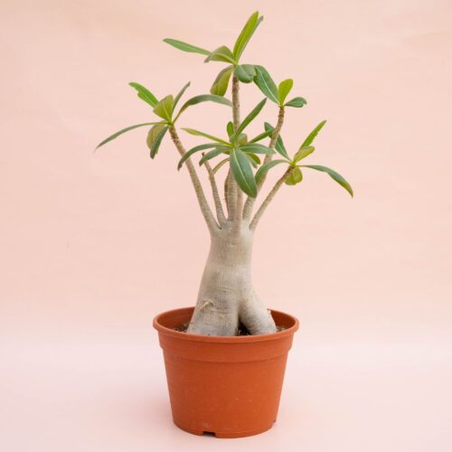 Adenium arabicum Ø 18 cm