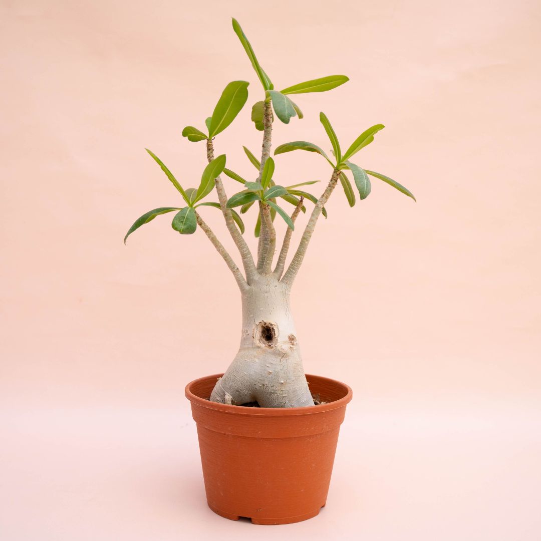 Adenium arabicum Ø 18 cm