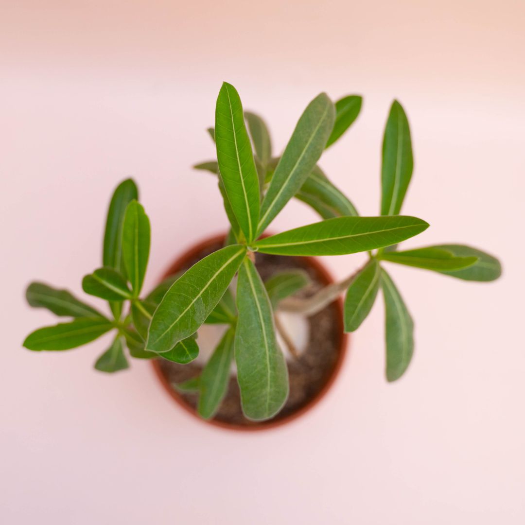 Adenium arabicum Ø 18 cm