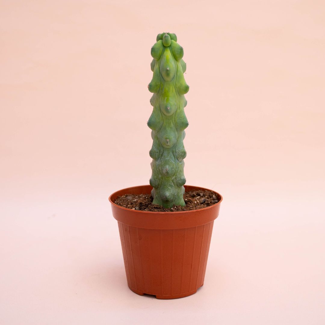 Myrtillocactus fukurokuryuzinboku Ø 12 cm