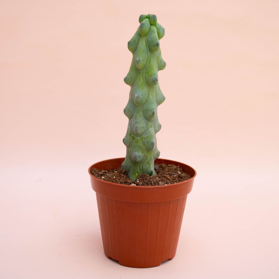 Myrtillocactus fukurokuryuzinboku Ø 12 cm