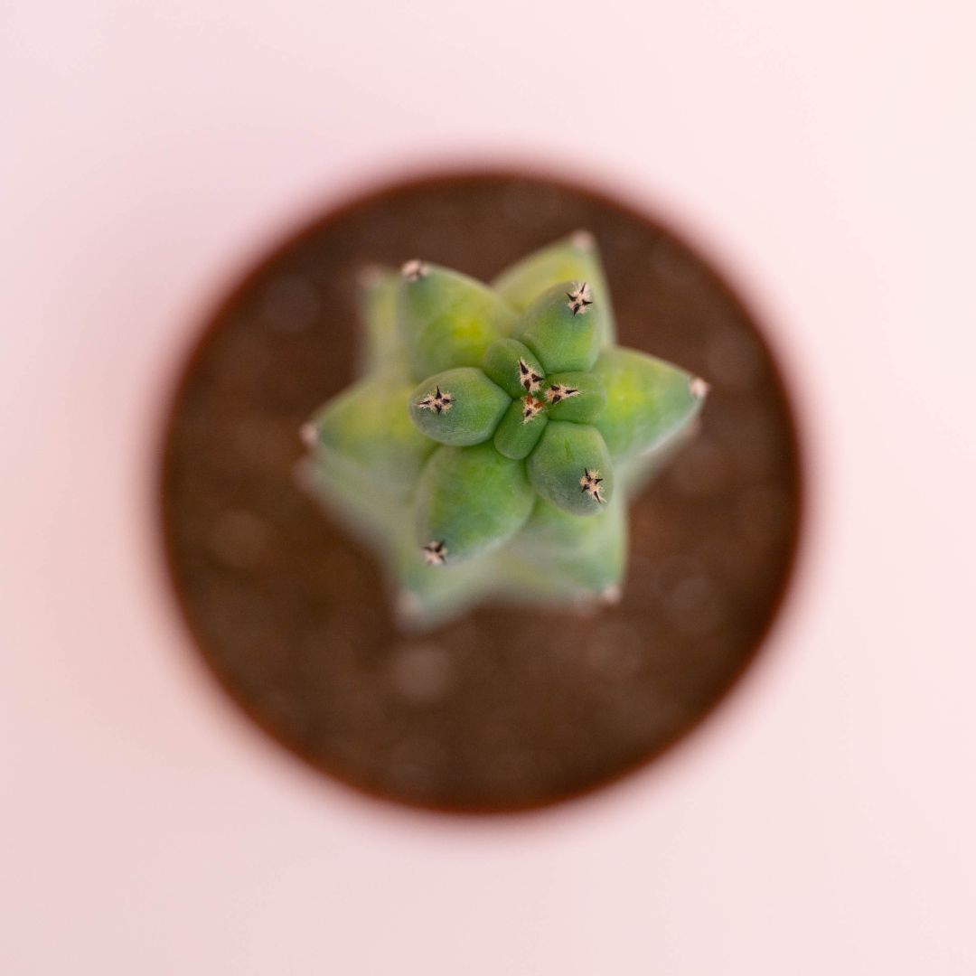 Myrtillocactus fukurokuryuzinboku Ø 12 cm