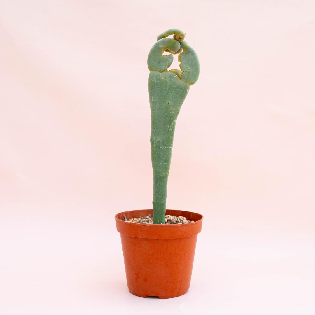 Pedilanthus macrocarpus crestato Ø 14 cm