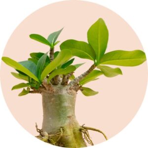 Adenium