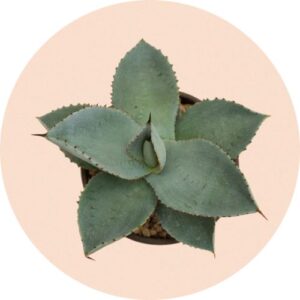 Agave