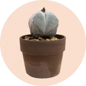 Astrophytum