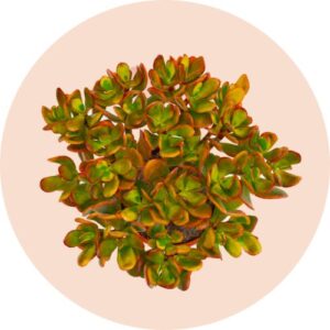 Crassula
