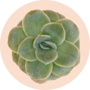 Echeveria
