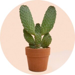 Opuntia