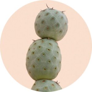 Tephrocactus
