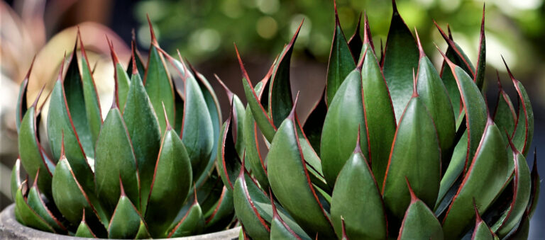 Mangave® Praying Hands