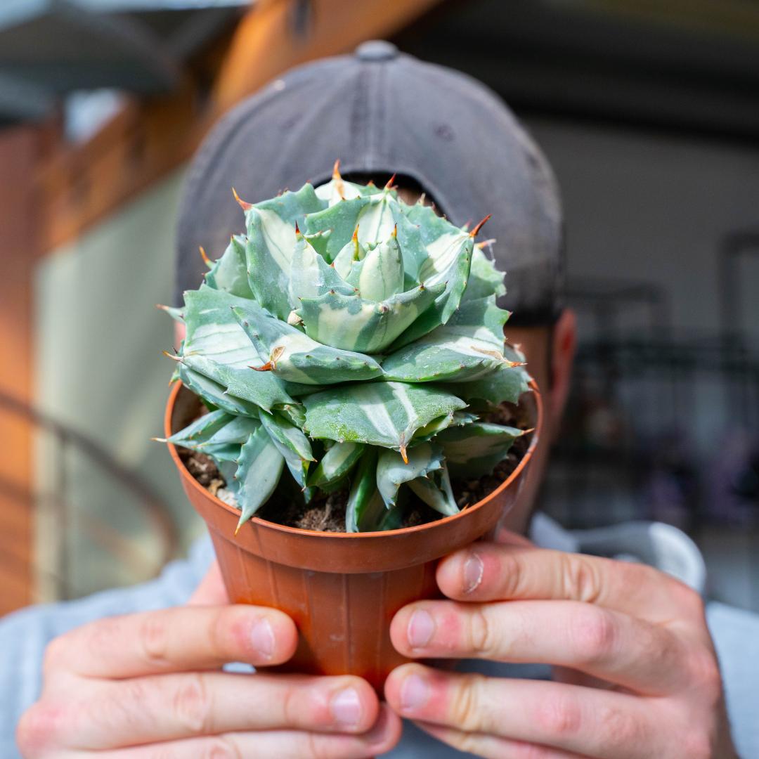 Agave isthmensis Ohi Raijin Ø 12 cm
