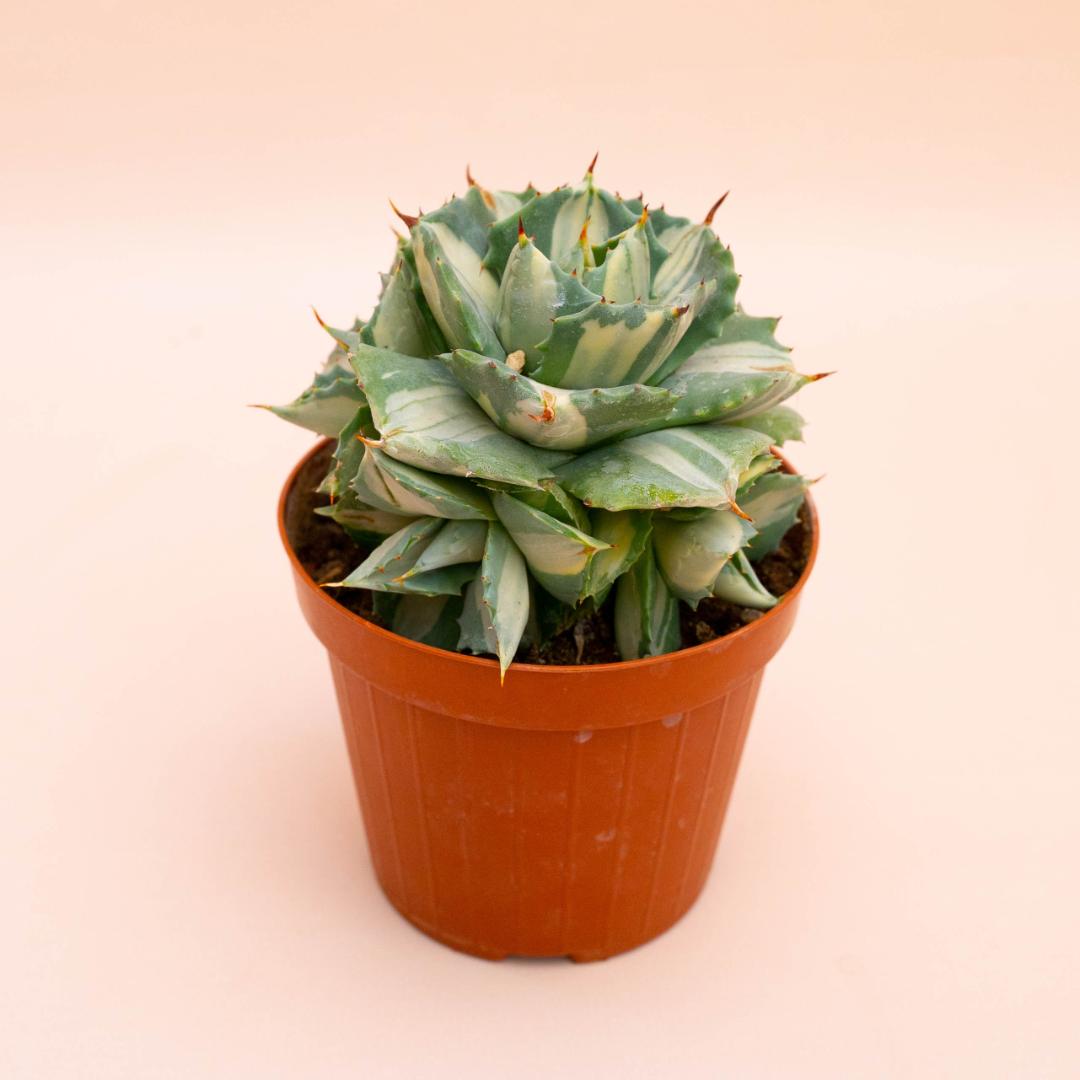 Agave isthmensis Ohi Raijin Ø 12 cm