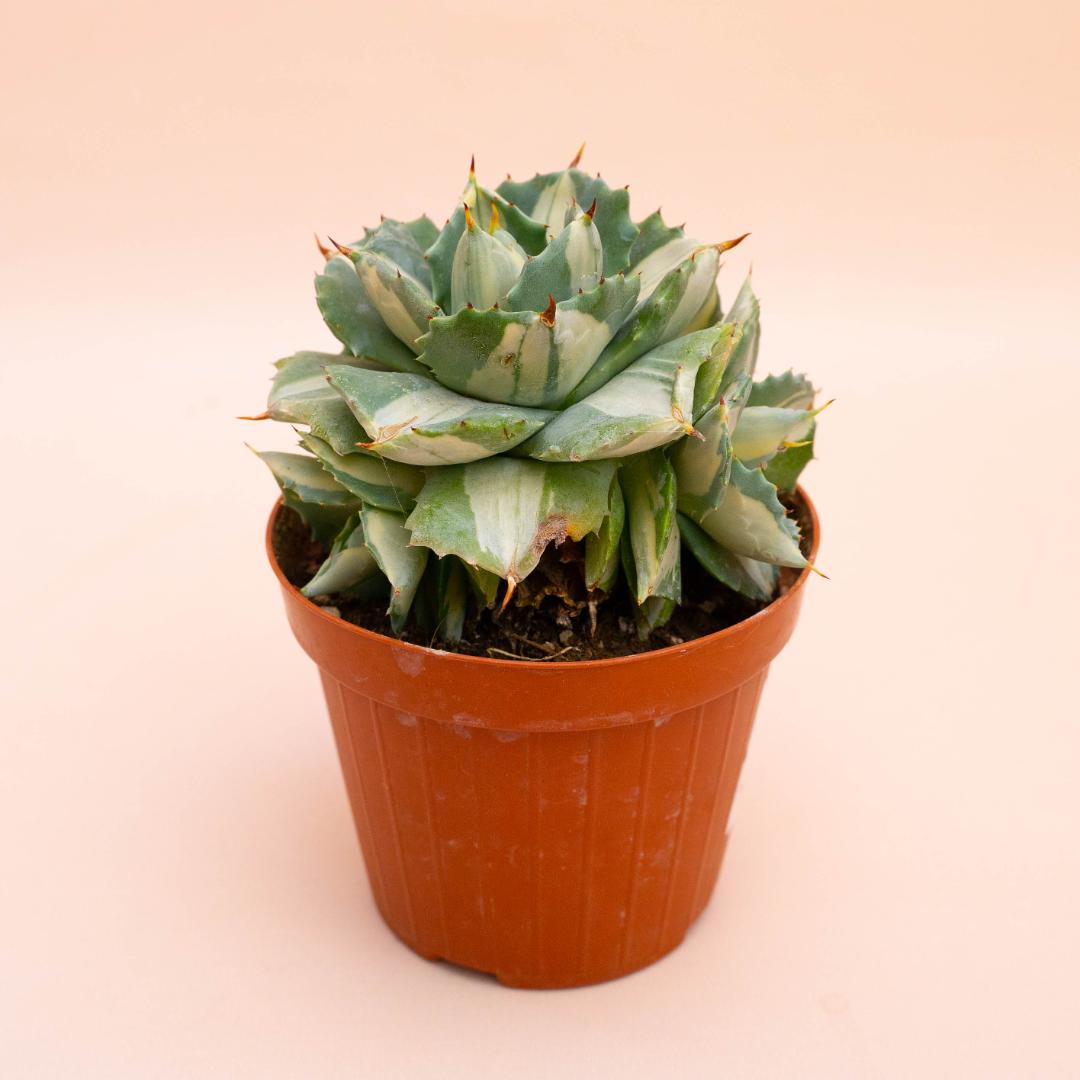 Agave isthmensis Ohi Raijin Ø 12 cm