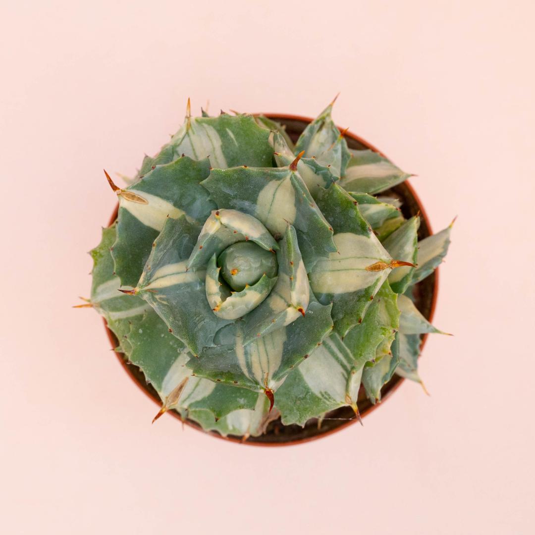Agave isthmensis Ohi Raijin Ø 12 cm