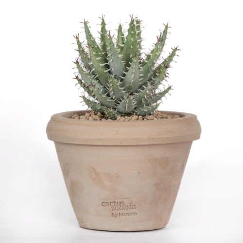 Aloe erinacea Ø 14