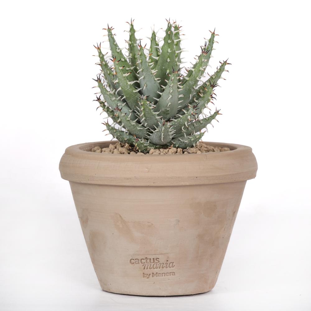 Aloe erinacea Ø 14