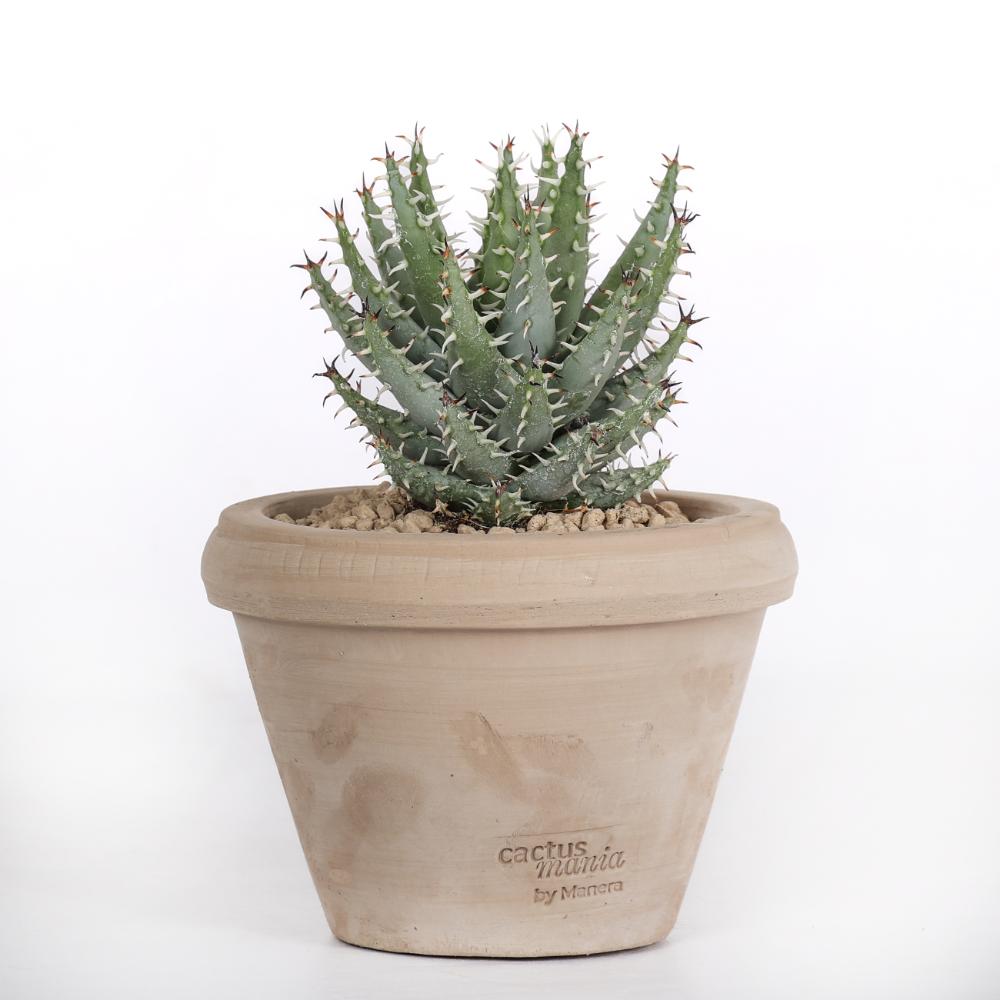 Aloe erinacea Ø 14