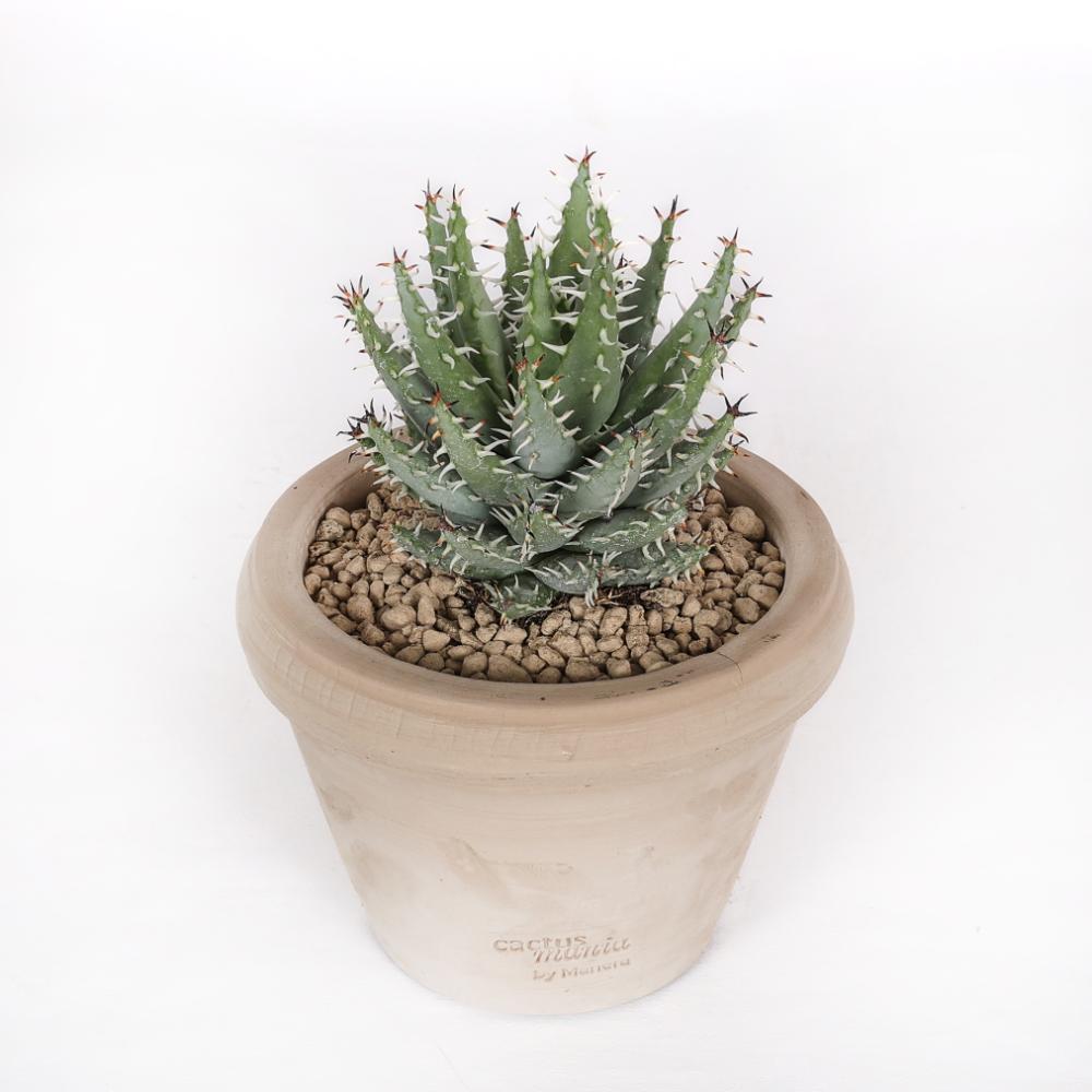 Aloe erinacea Ø 14