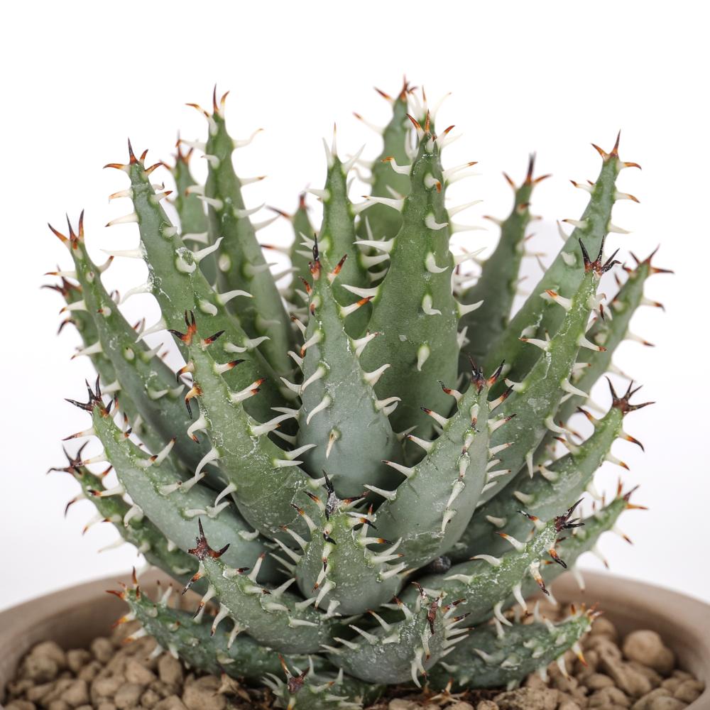 Aloe erinacea Ø 14
