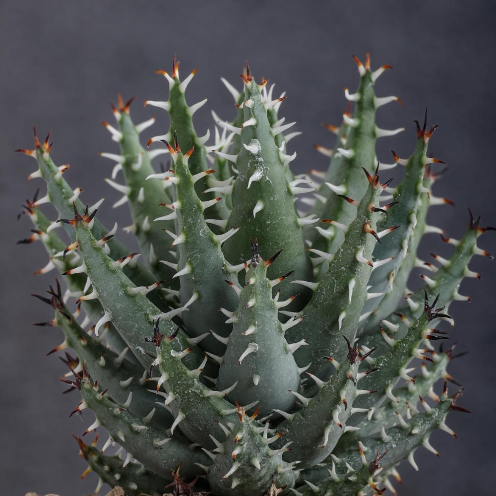 Aloe erinacea Ø 14