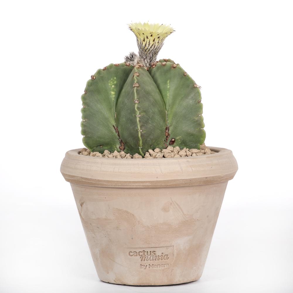 Astrophytum myriostigma nudum Ø 14